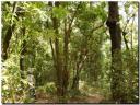 bosques_02.jpg bosques_02.jpg