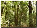 bosques_02.jpg