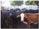 vacas.JPG