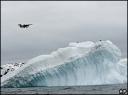 _44353159_antarctic1ap203bd.jpg