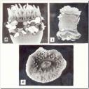 anemonas.jpg