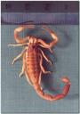 escorpion.JPG