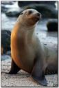 _44389183_sealion1afp203bd.jpg _44389183_sealion1afp203bd.jpg