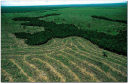 amazonas-deforestada.png