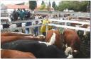 corrales-sociedad-rural-necochea.jpg