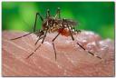 mosquitoaedes.jpg