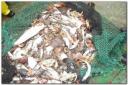 pesca_arrastre2.jpg pesca_arrastre2.jpg