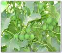 jatropha_curcas1.jpg jatropha_curcas1.jpg