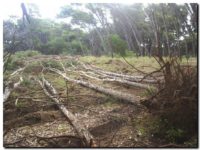 parque-lillo-devastador panorama