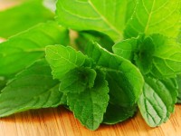 menta