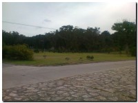 reforestado