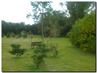 reforestado_02