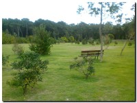 reforestado_03
