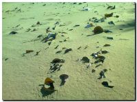 abandono en la playa necochea 2014_02