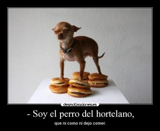 chihuahuachz500x333