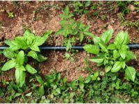 albahaca