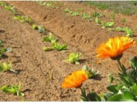 calendulas