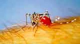 DENGUE: Alertan por un brote