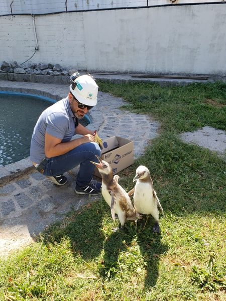 PUERTO QUEQUÉN: Rescate de un pingüino