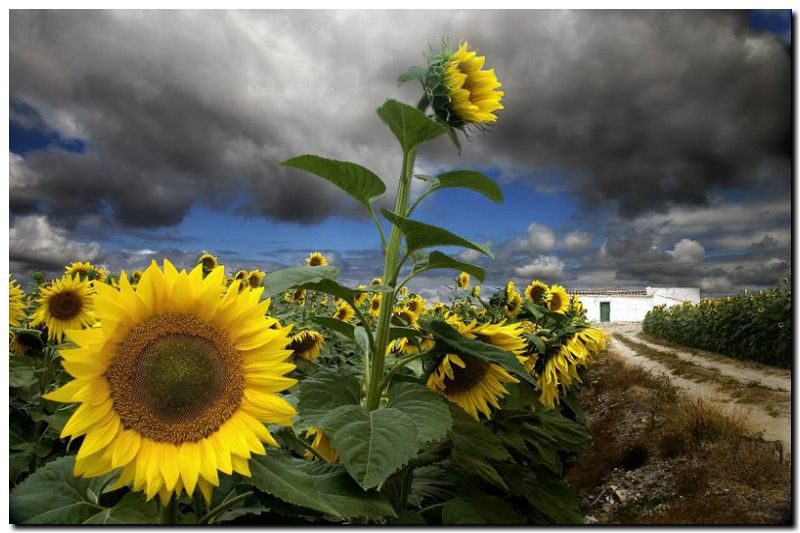 CARBAP busca transparentar la comercialización del Girasol