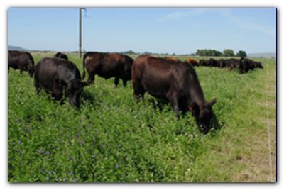 AGRO: Pasturas, claves para potenciar su producción