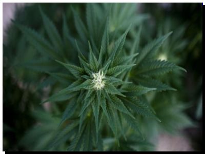 SALUD: Daños cerebrales por consumo de marihuana