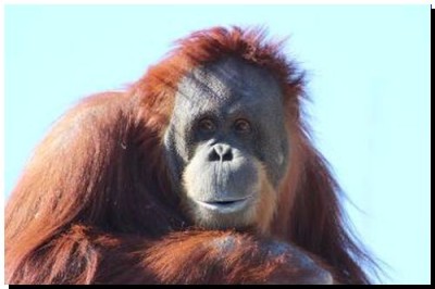 JUSTICIA: La orangutana ya tiene quien la defienda