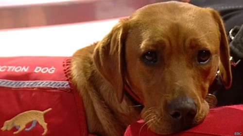 SALUD: ¿Cómo entrenan a los perros para que puedan detectar el cáncer?