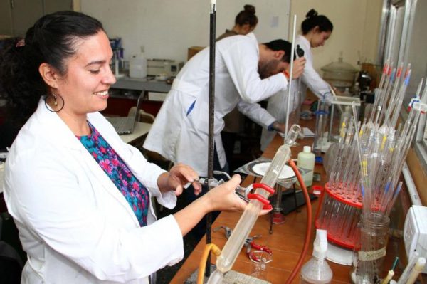Desarrollan en Chaco harina y cerveza para celíacos a partir del sorgo colorado