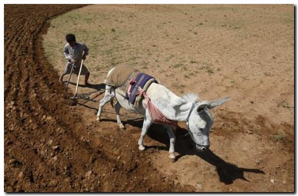 La economía rural latinoamericana bajo el estigma de la pobreza