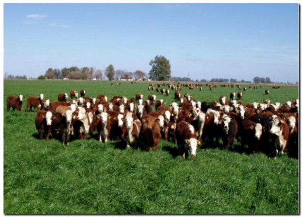 Tecnicatura Agrícola Ganadera: otra opción para estudiar en la ciudad