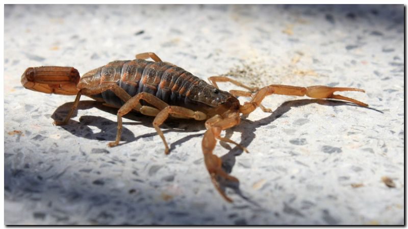 Recomendaciones ante presencia de alacranes