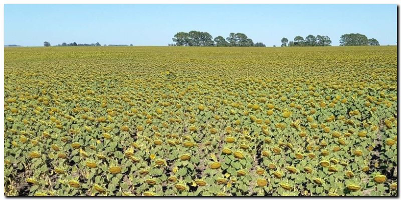 AGRO: 40 por ciento de pérdidas en el sudeste bonaerense