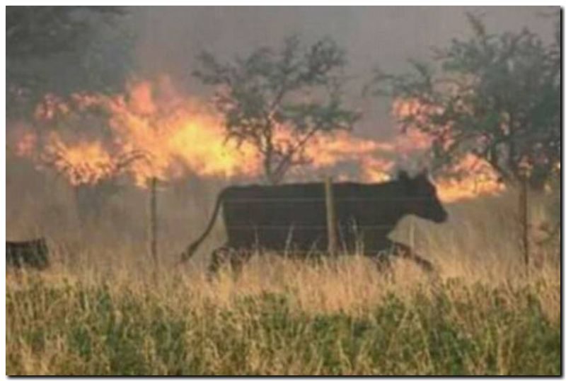 CARBAP preocupada por los incendios