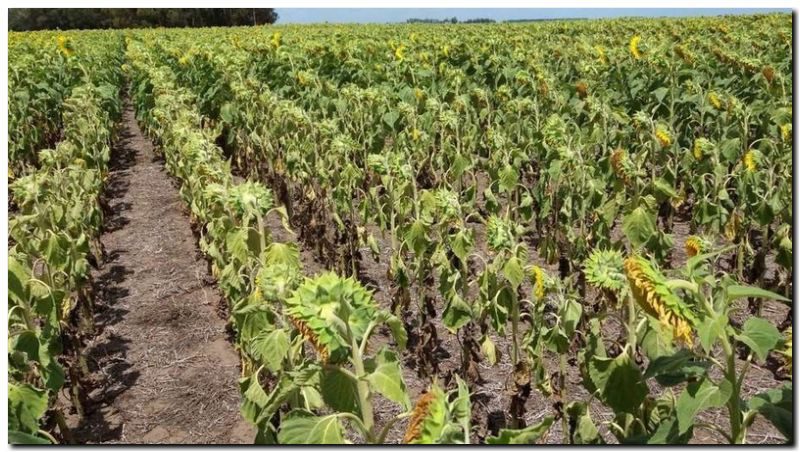 AGRO: A pesar de la lluvia la sequía sigue presente