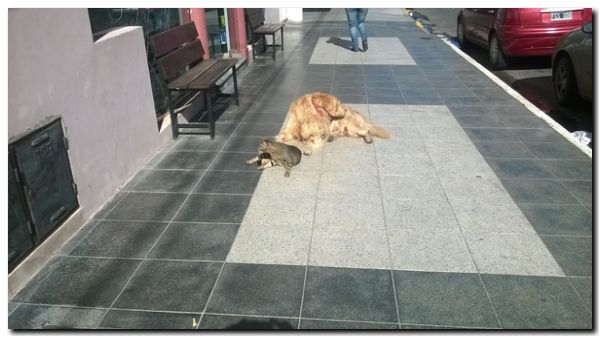 PROTECCIÓN ANIMAL: En Bahía Blanca, proponen bajarle los impuestos a quienes adopten perros callejeros