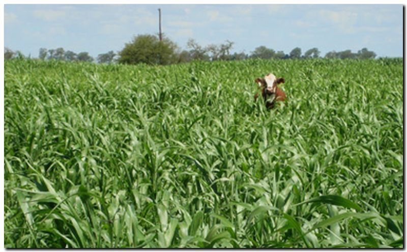 AGRO: El Gobierno muy cerca de bajar las retenciones a la soja y la carne