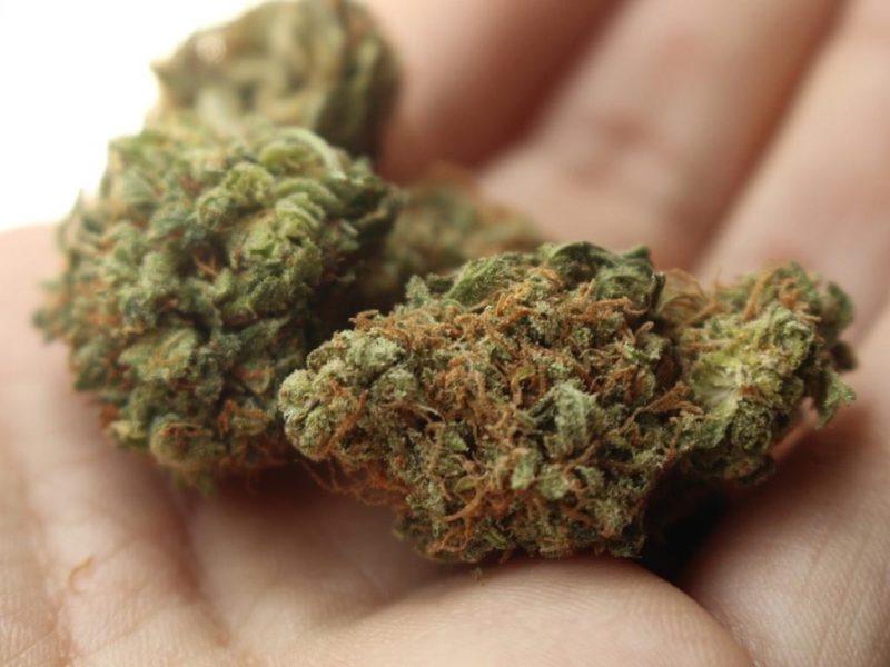 JUSTICIA: Mamá cultiva