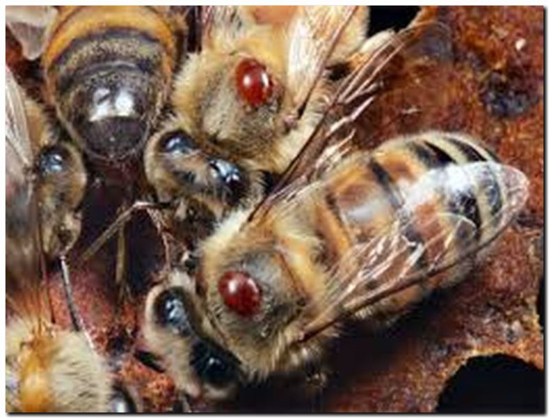 AGRO: ¡Alerta!: Monitoreo de Varroa
