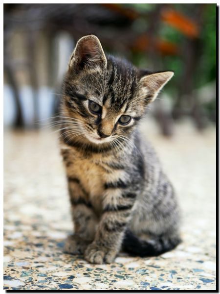 COMIDA PARA GATOS: 5 claves fundamentales para su alimentación
