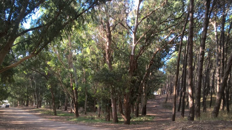 NECOCHEA: Dos hombres abusaron de una mujer en el parque