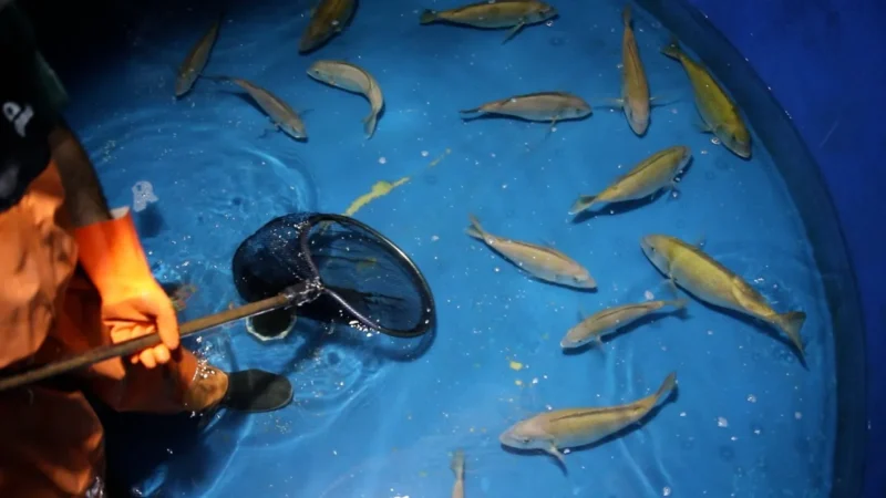PESCA: Relevamiento y monitoreo del stock de reproductores de besugo en cautiverio