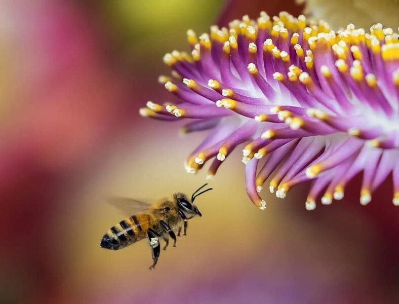 Día Mundial de las Abejas 2022