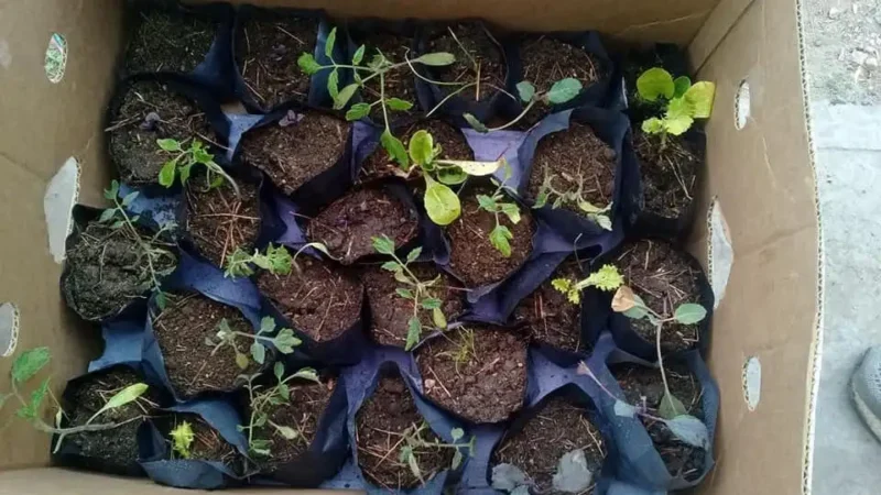 Vivero Huerta verde pidió un lugar para vender