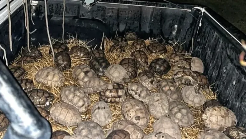 En Tres Arroyos rescatan 80 tortugas secuestradas