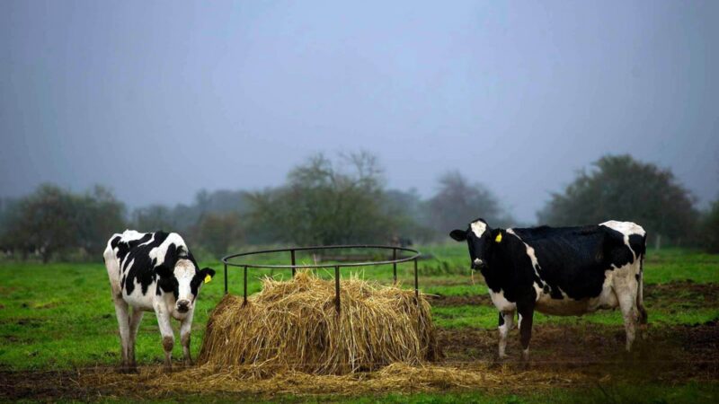 AGRO: Plan de Prevención de ETS 2024