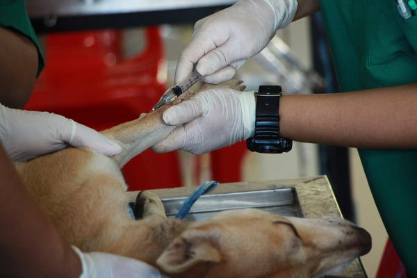 Nueva jornada gratuita de castración masiva
