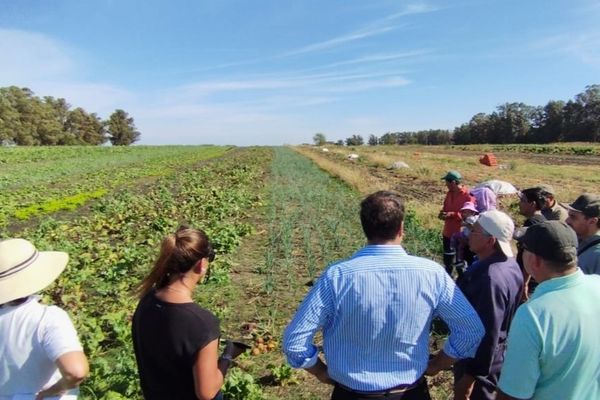 Visita a productores locales de frutas y verduras