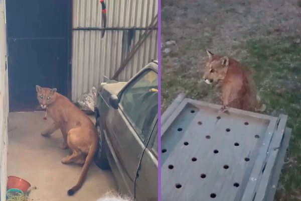 Liberaron exitosamente al puma encontrado en Juan N. Fernández