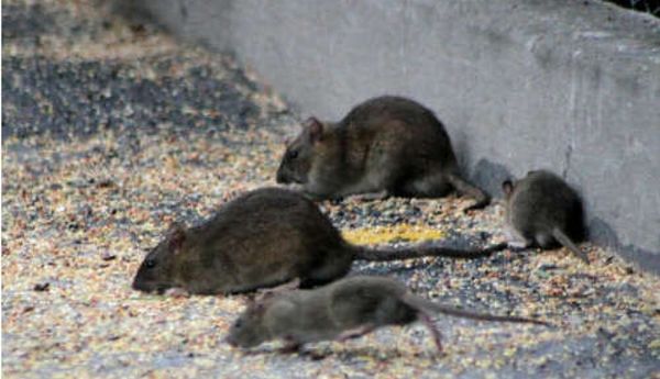Vecinos indignados por la negativa del campo a la tasa portuaria